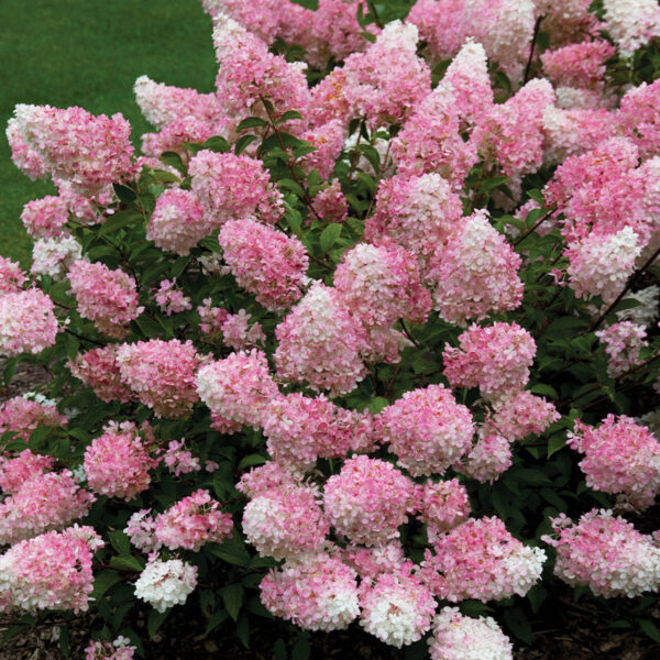 Hydrangea_Vanilla_Fraise_opgtvrtko Hydrangea paniculata 'Vanille Fraise'