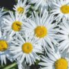 Leucanthemum maximum 'Madonna'