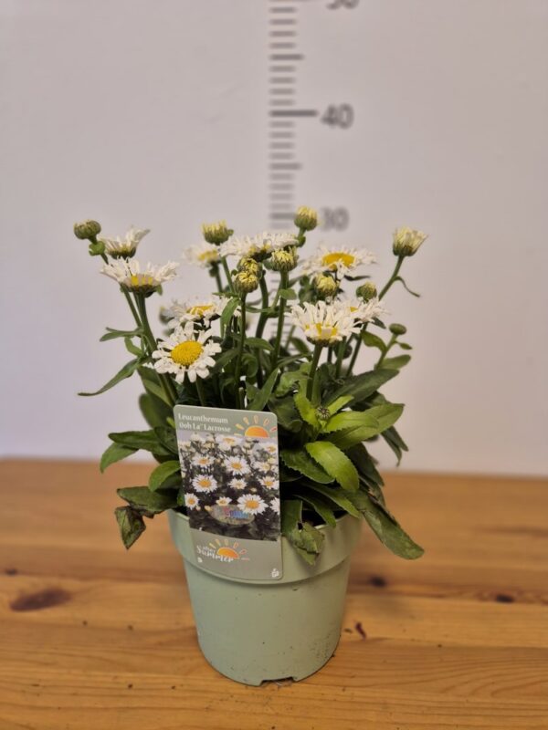 Leucanthemum maximum 'Madonna'
