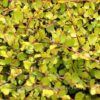 Muehlenbeckia complexa 'Golden Girl'