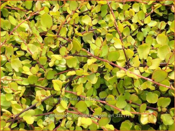 Muehlenbeckia complexa 'Golden Girl'