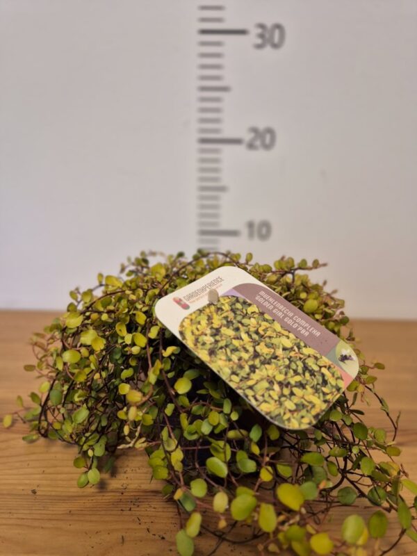 Muehlenbeckia complexa 'Golden Girl'