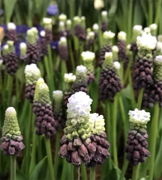 Muscari 'Grape Ice'