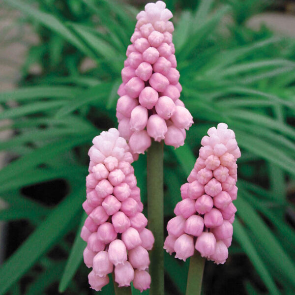 Muscari 'Pink Sunrise'