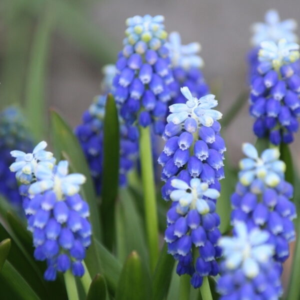Muscari 'Touch of Snow'