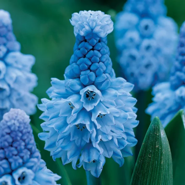 Muscari azureum