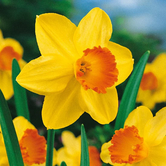 Narcissus 'Juanita' – sunovrat