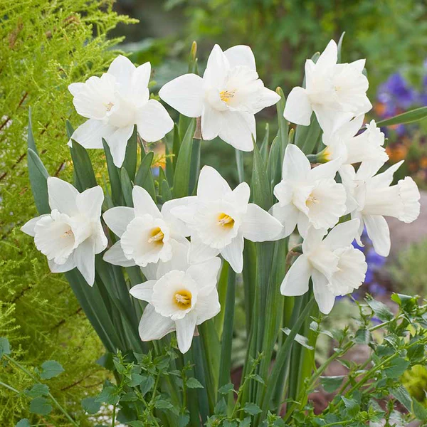 Narcissus 'Mount Hood' – sunovrat