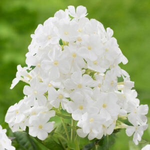 Phlox paniculata 'David' – Plamenac