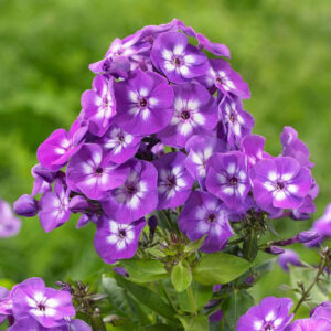Phlox paniculata 'Laura' – plamenac