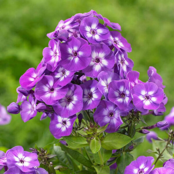 Phlox paniculata 'Laura' – plamenac
