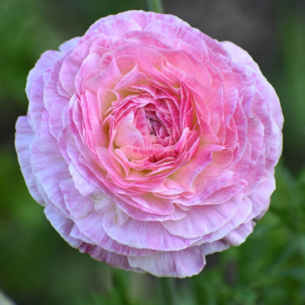 Ranunculus 'Picotee Rose' – žabnjak
