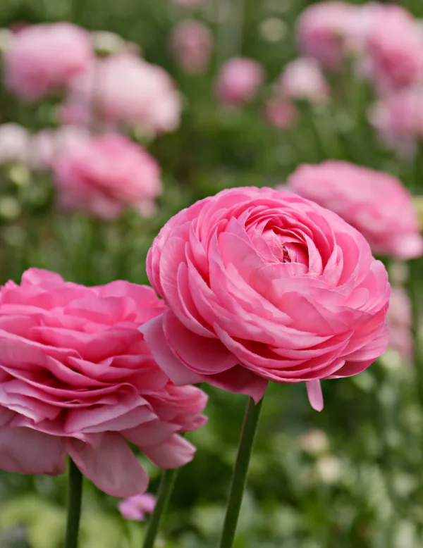 Ranunculus pink - žabnjak