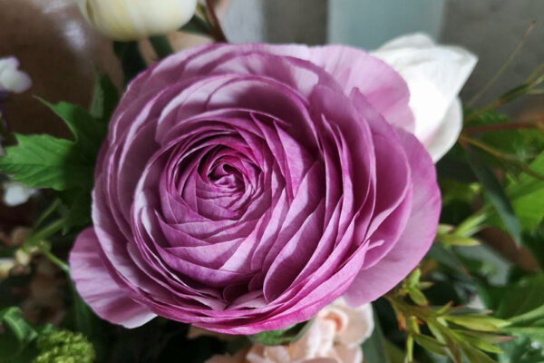 Ranunculus purple – žabnjak