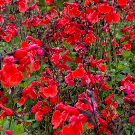 Salvia 'Royal Bumble'