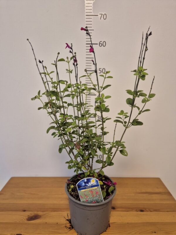 Salvia 'Royal Bumble'