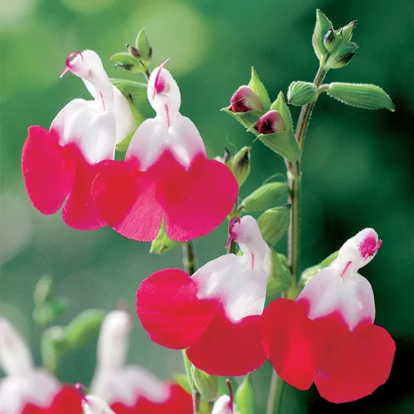 Salvia microphylla 'Hot Lips'