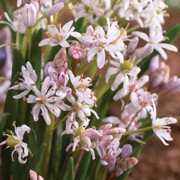 Scilla bifolia 'Pink'
