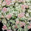 Sedum 'Little Missy'