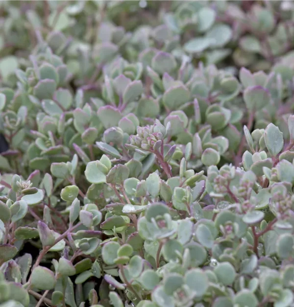Sedum cauticola