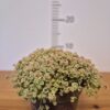 Sedum 'Little Missy'