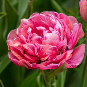 Tulipa 'Amazing Grace' – tulipan