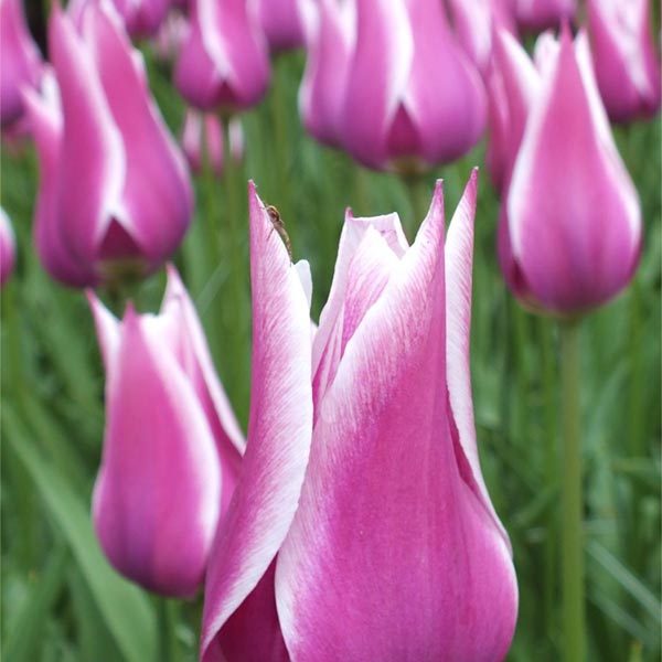 Tulipa Ballade Tulipa 'Ballade' – tulipan