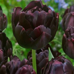 Tulipa 'Black Hero' – tulipan