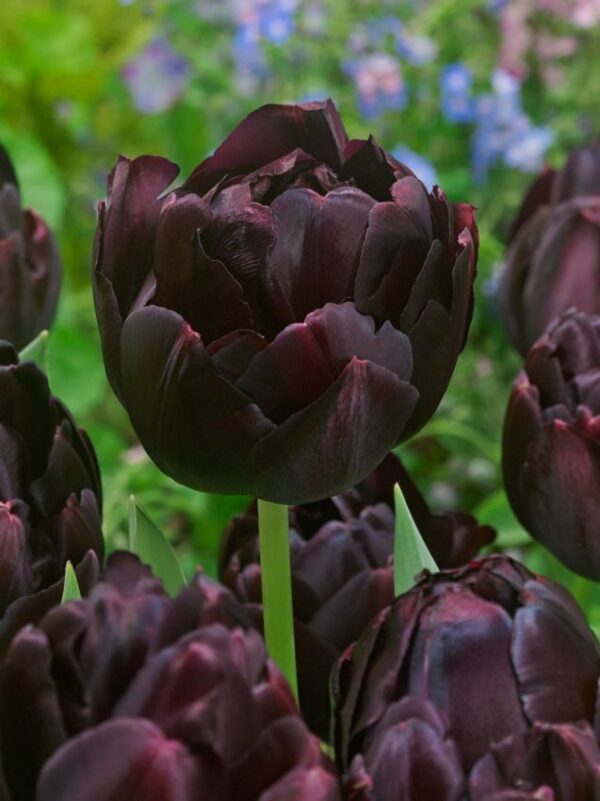 Tulipa 'Black Hero' – tulipan
