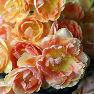 Tulipa 'Charming Beauty' – tulipan