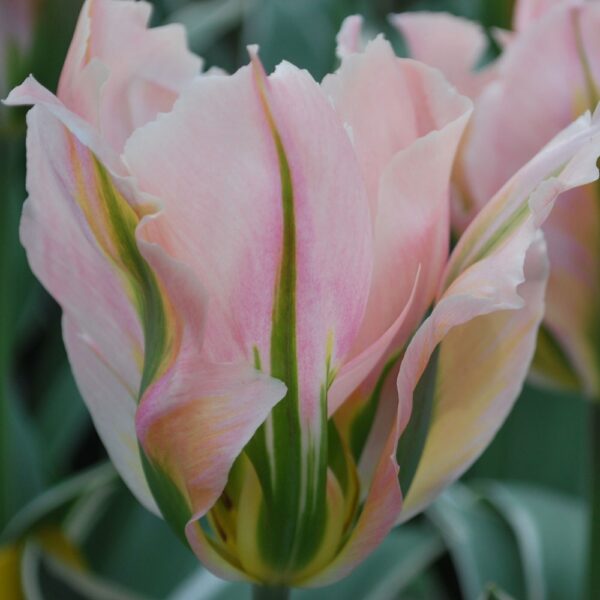 Tulipa 'China Town' – tulipan