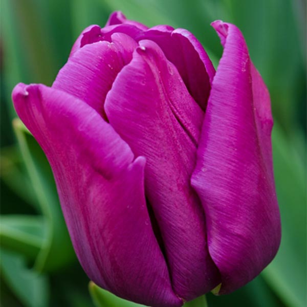 Tulipa 'Passion Glossy' – tulipan