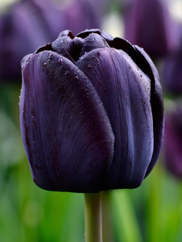 Tulipa 'Queen of the Night' – tulipan