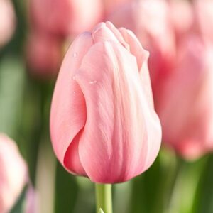 Tulipa 'Salmon Impression' – tulipan