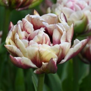 Tulipa 'Wyndham' – tulipan