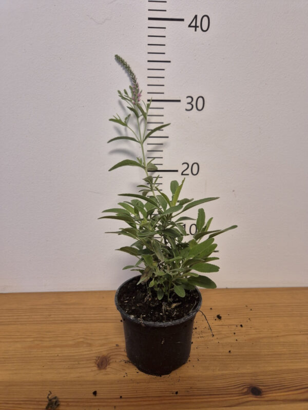 Veronica spicata 'Pink'