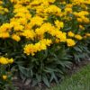 Coreopsis grandiflora 'Presto'