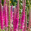 Veronica spicata 'Pink'