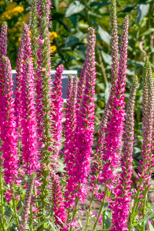 Veronica spicata 'Pink'