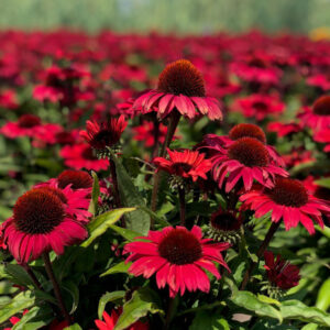 Echinacea purpurea 'Sunseekers Pomegranate'