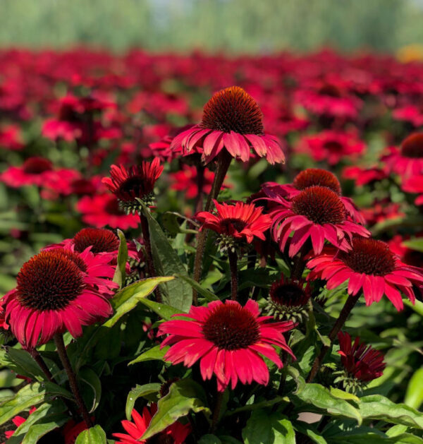 Echinacea purpurea 'Sunseekers Pomegranate'