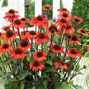 Echinacea 'Sunseekers Red'