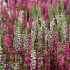 Calluna vulgaris 'Garden Girls'® Trio Sunlight