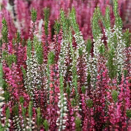 Calluna vulgaris 'Garden Girls'® Trio Sunlight