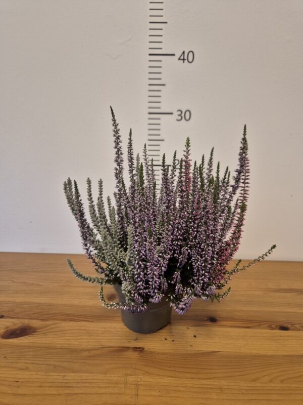 Calluna vulgaris 'Garden Girls'® Trio Sunlight