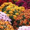 Chrysanthemum (Garden Mum) mix