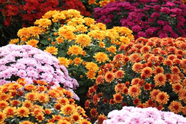 Chrysanthemum (Garden Mum) mix