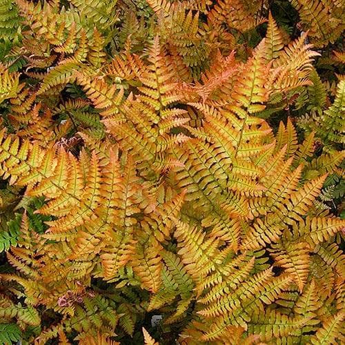 Dryopteris erythrosora 'Brilliance'