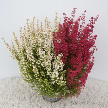 Erica gracilis 'Beauty Queens' mix - jesenska vrijes