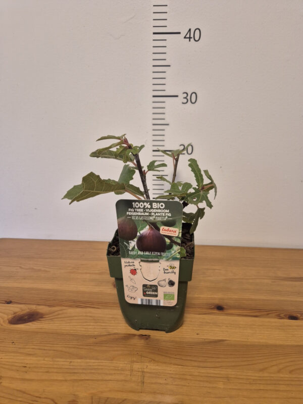 Ficus carica 'Gustissimo Perretta' – smokva